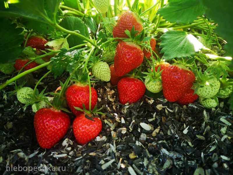 Чайная беседка