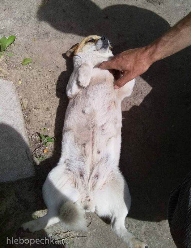 Чайная беседка