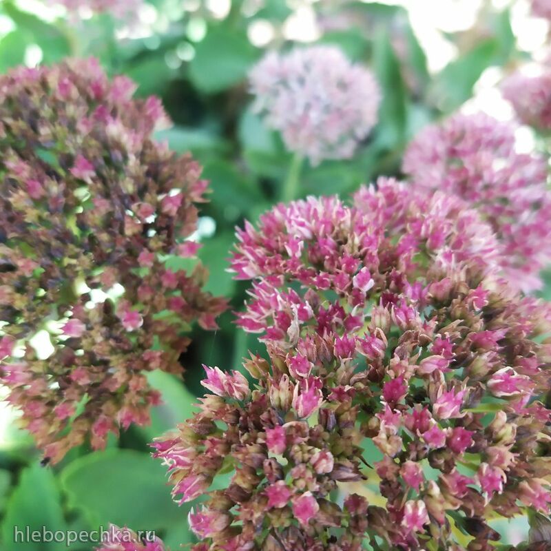 Чайная беседка