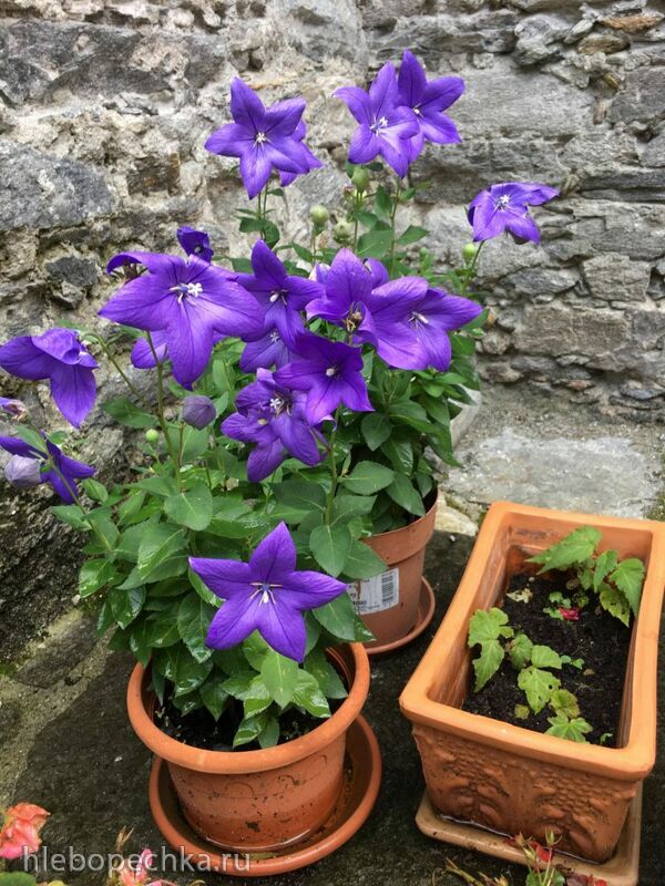 Чайная беседка