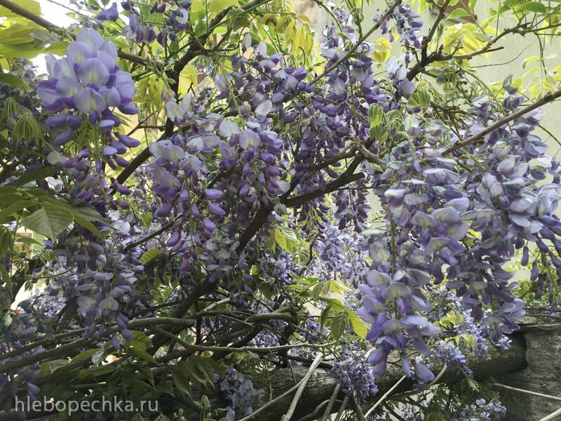 Чайная беседка