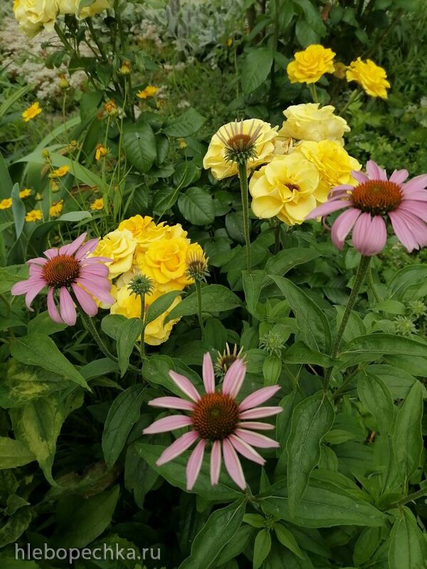 Чайная беседка