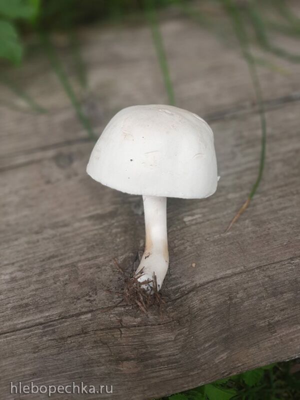 Кафе «У пани Сони»