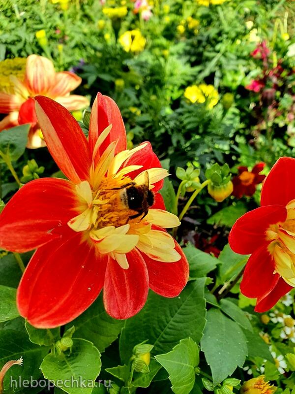 Чайная беседка