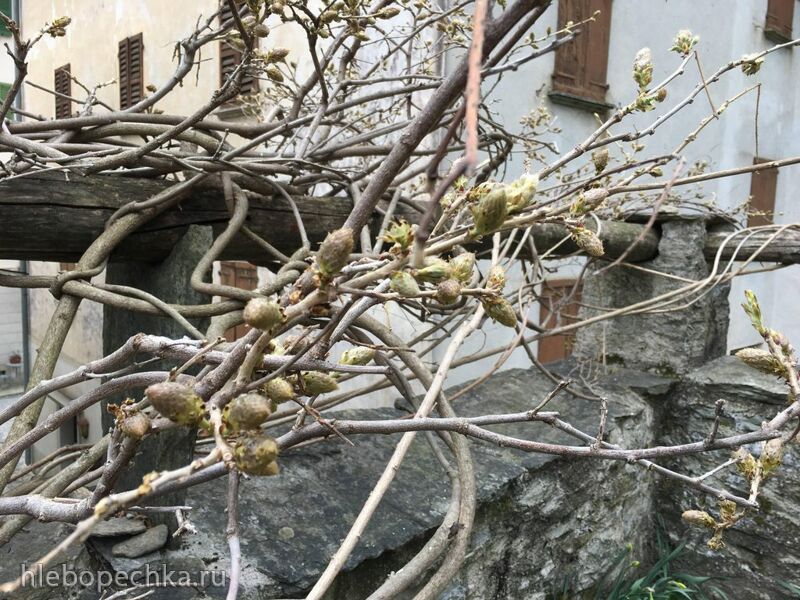 Чайная беседка