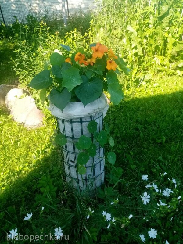 Чайная беседка