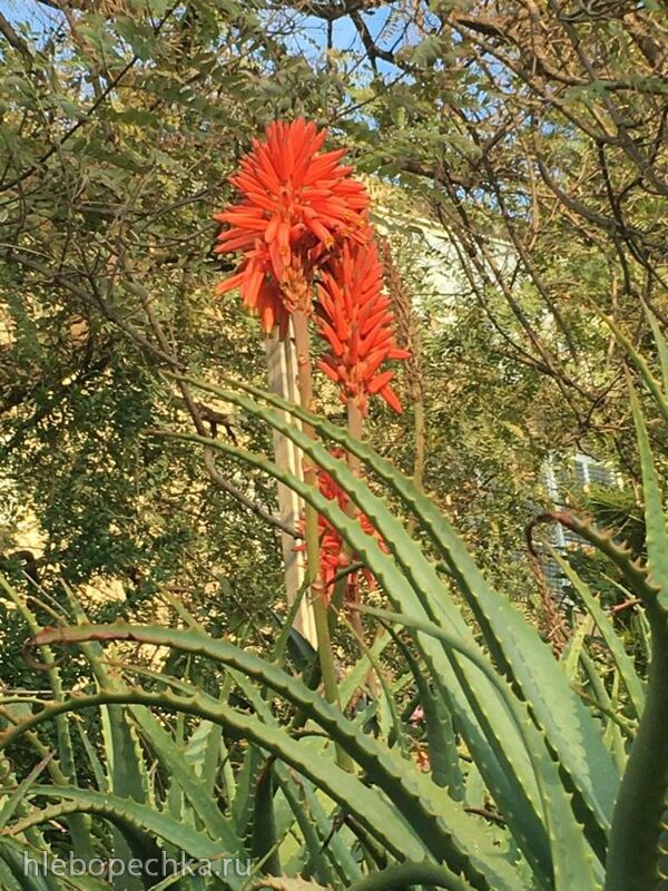 Чайная беседка