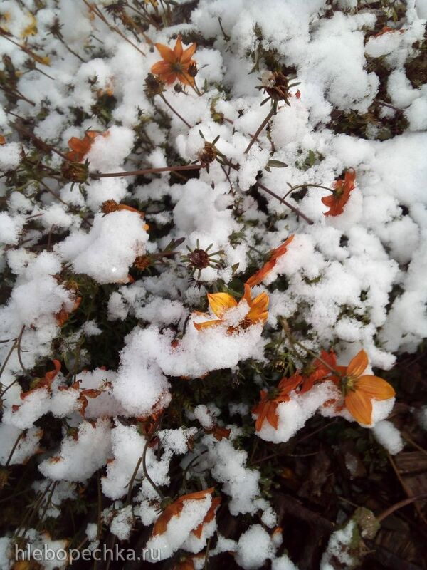 Чайная беседка