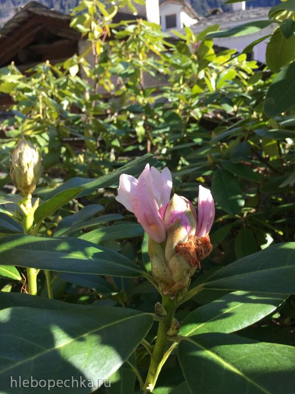 Чайная беседка