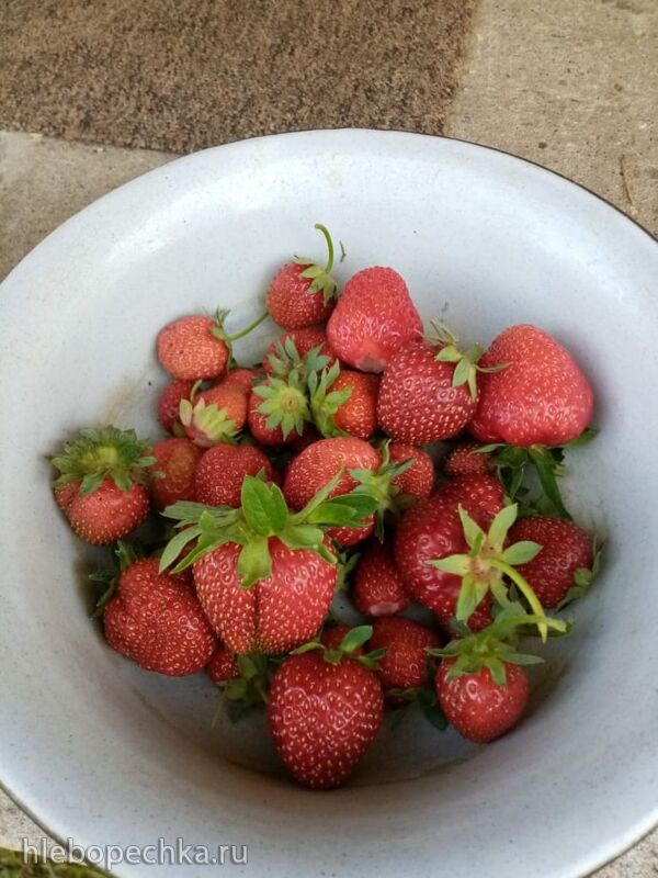 Чайная беседка