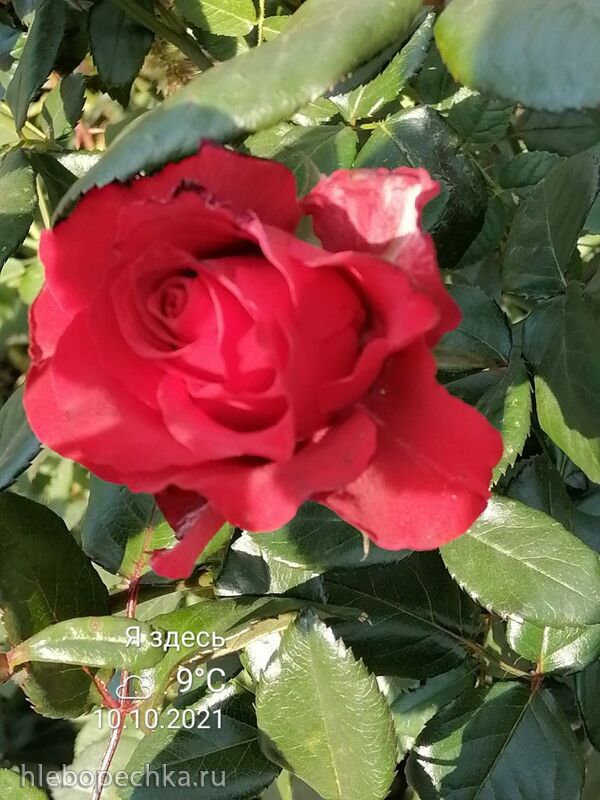 Чайная беседка