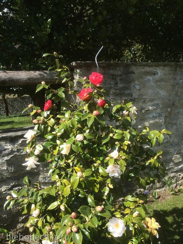 Чайная беседка