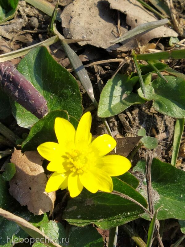 Чайная беседка