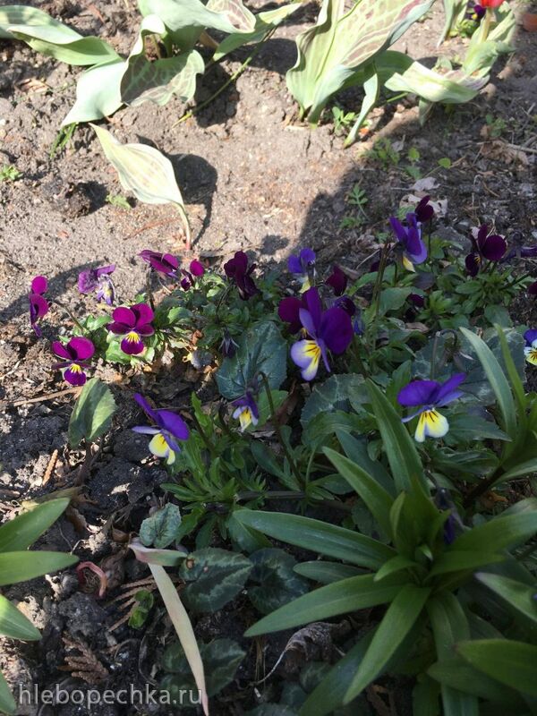 Чайная беседка