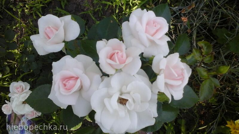 Чайная беседка