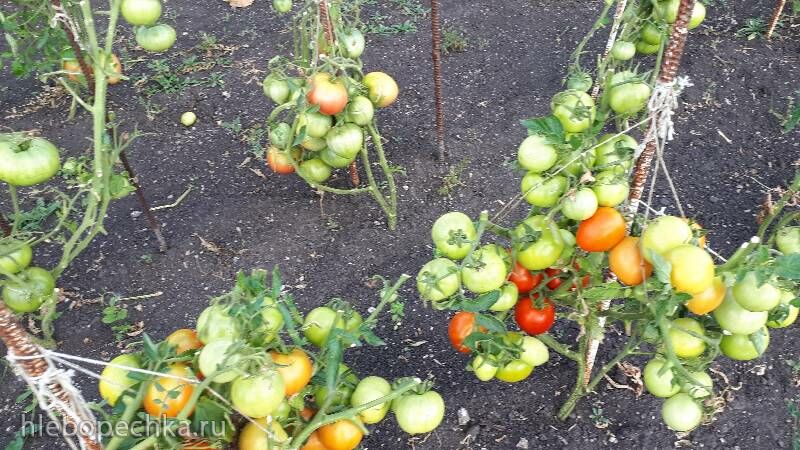 Чайная беседка