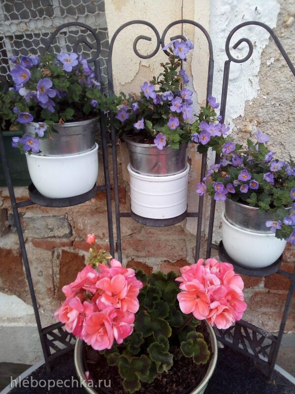 Чайная беседка