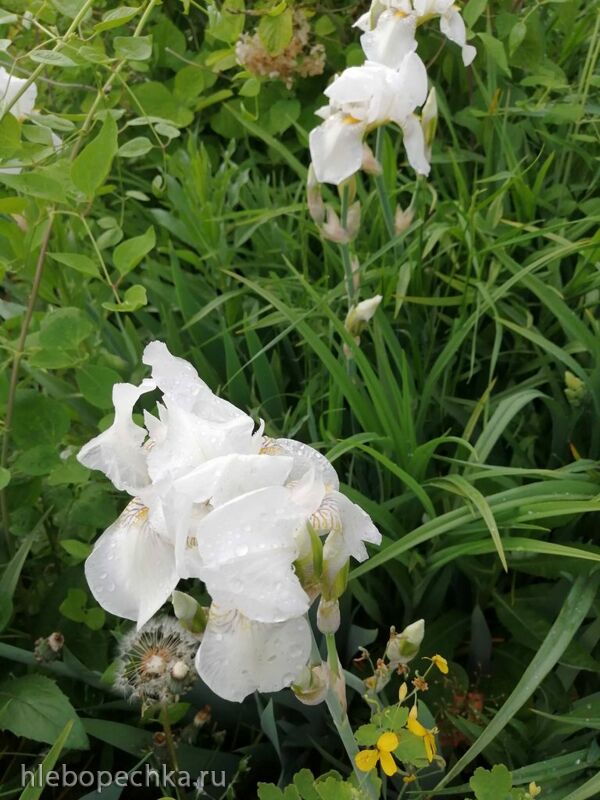 Чайная беседка