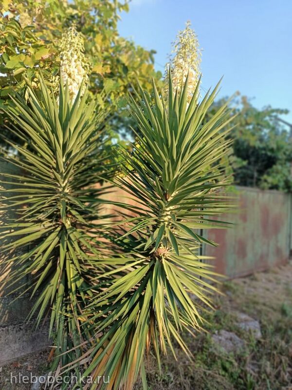 Чайная беседка