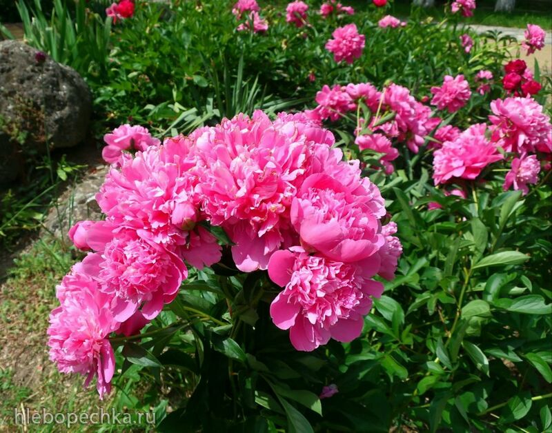 Чайная беседка