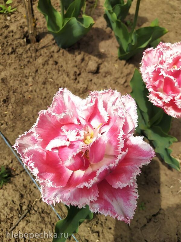 Чайная беседка