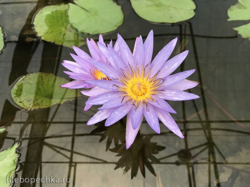 Tapтaлeтки & Ко