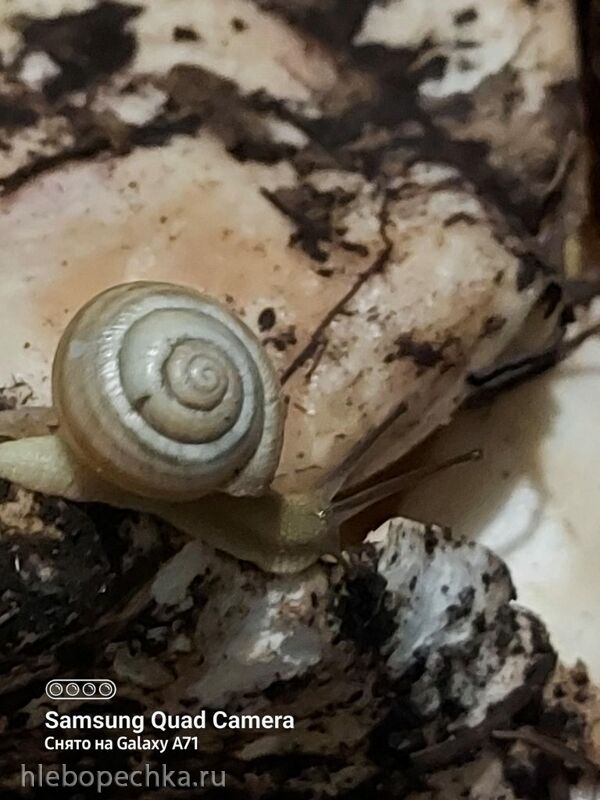 Tapтaлeтки & Ко