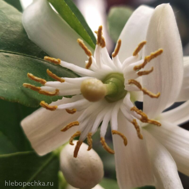 Чайная беседка