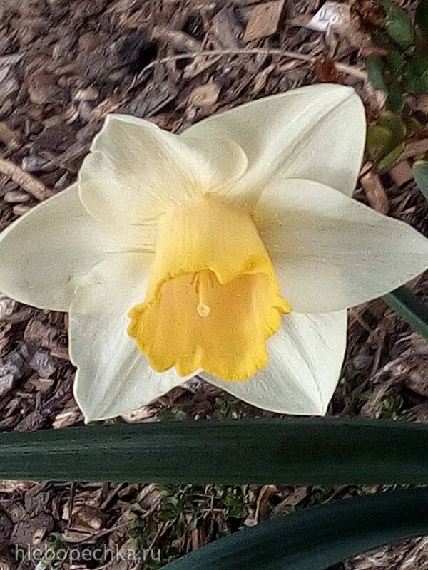 Чайная беседка