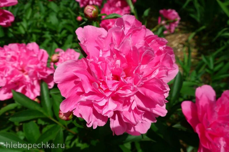 Чайная беседка