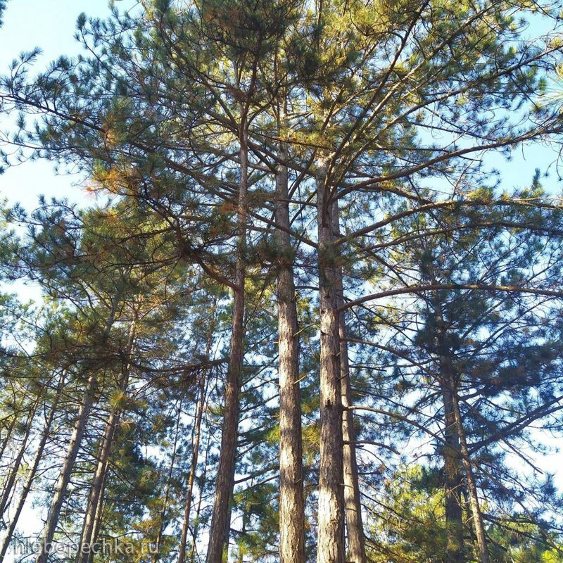 Чайная беседка