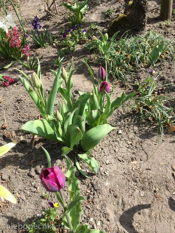 Чайная беседка