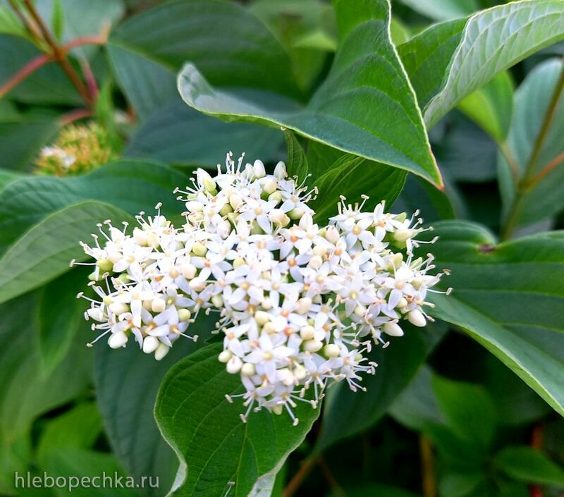 Чайная беседка