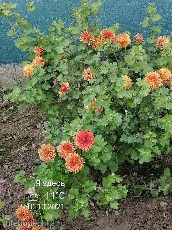 Чайная беседка