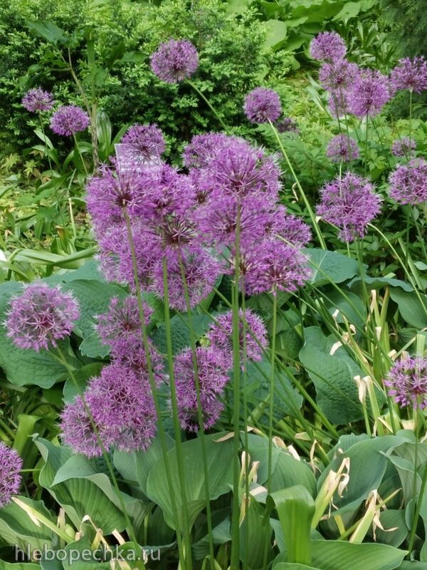 Чайная беседка