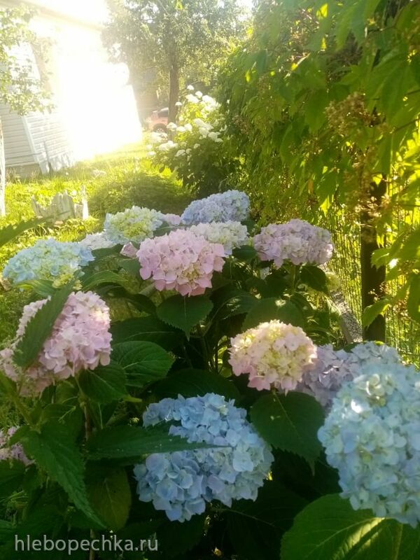 Кафе «У пани Сони»