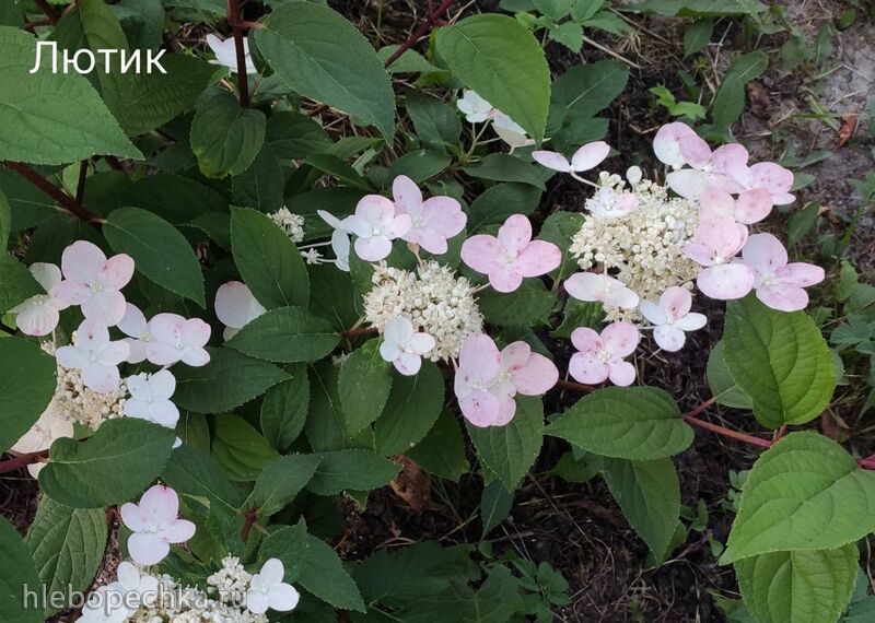 Кафе «У пани Сони»