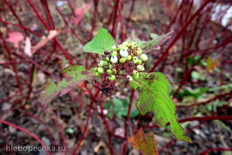 Чайная беседка