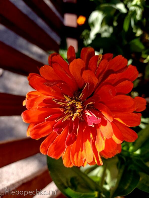 Чайная беседка