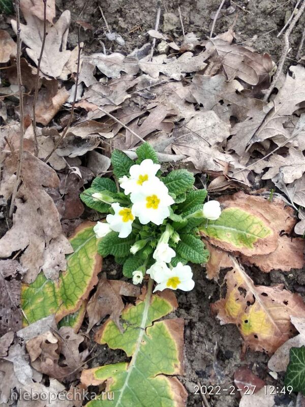 Кафе «У пани Сони»