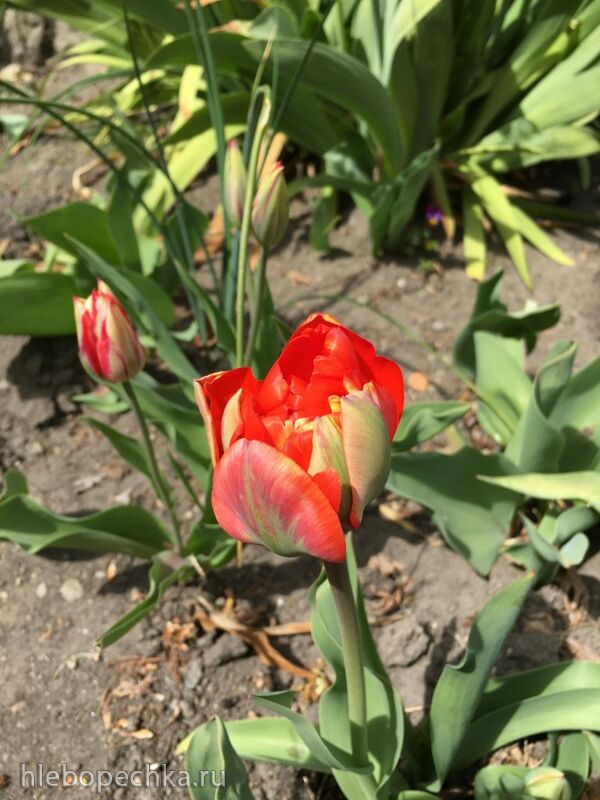 Чайная беседка