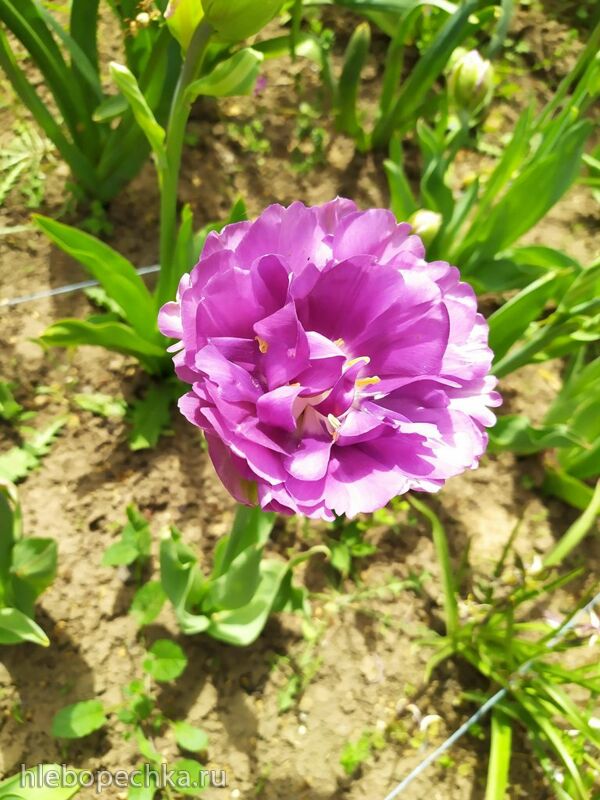 Чайная беседка