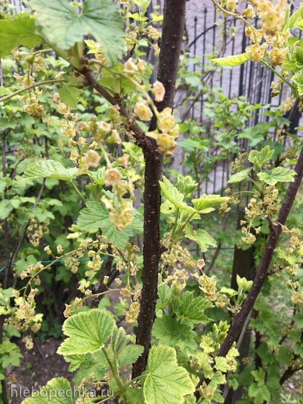 Чайная беседка