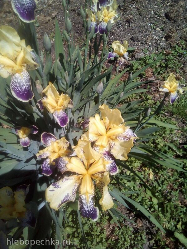 Чайная беседка