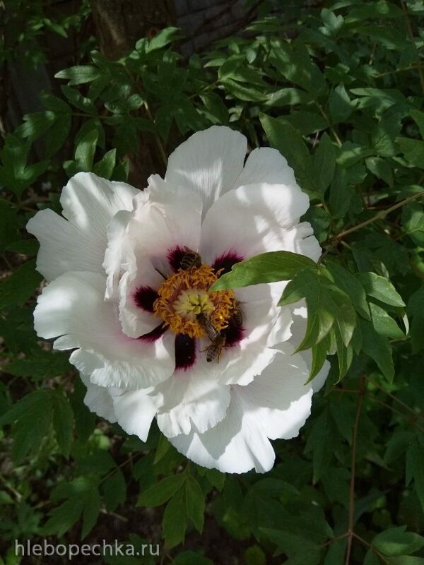 Чайная беседка