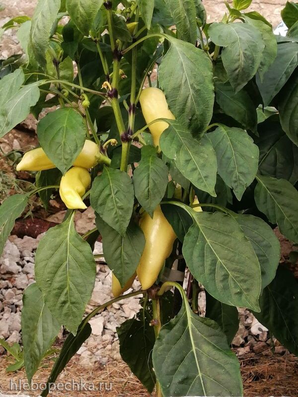 Чайная беседка