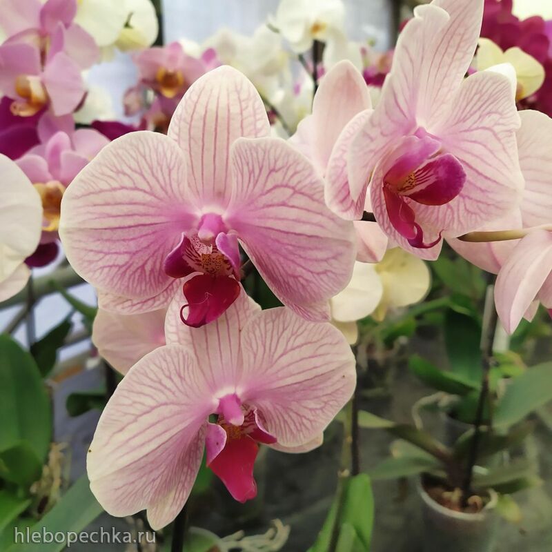 Чайная беседка