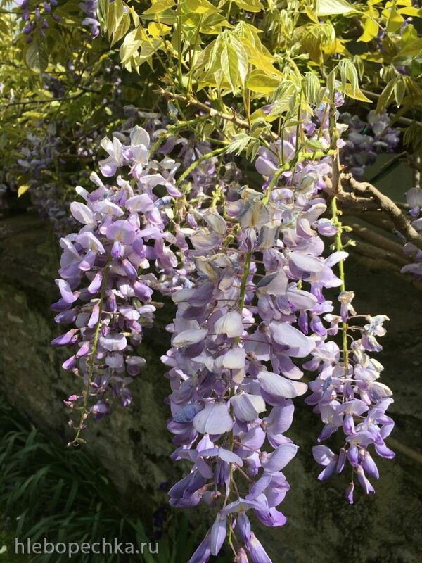 Чайная беседка