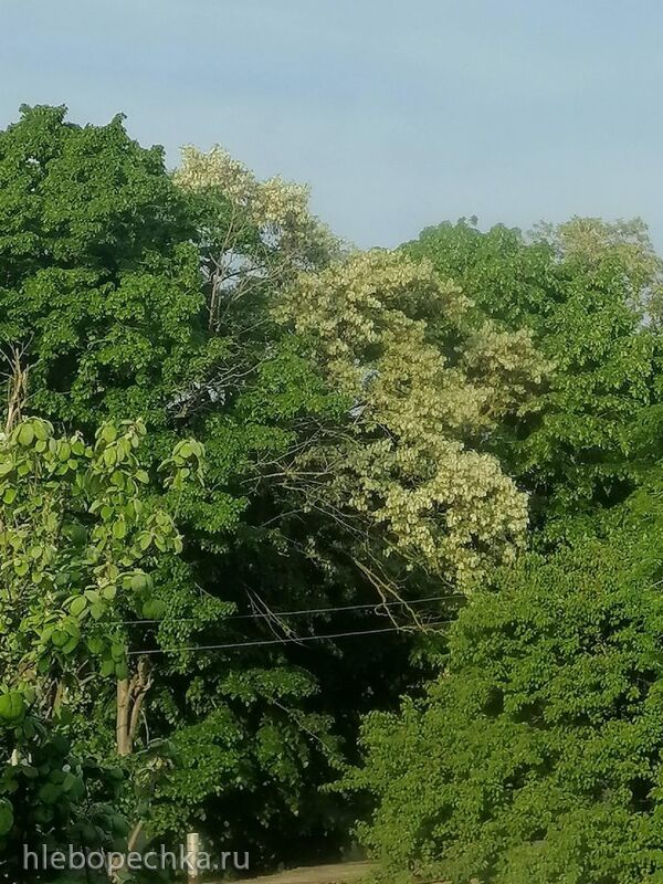 Чайная беседка