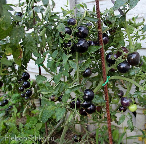 Чайная беседка